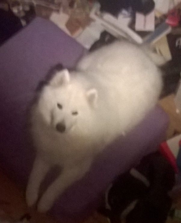 samoyed dog