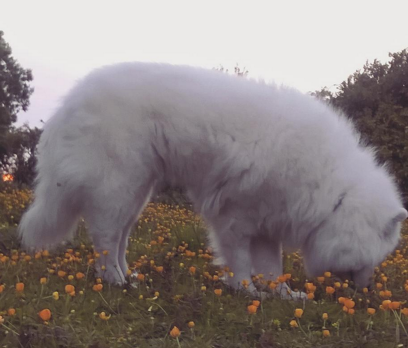 samoyed in a field of flowers